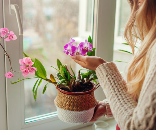 Des fleurs pour sublimer l interieur de la maison