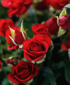 rose